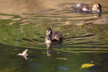 Close-up of Australian native pacific black duck in a green lake, in Adelaide, South Australia during summer