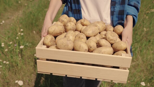 farmer carries potatoes in box across the field, harvest time, vegetable production on the manufacturer farm, growing potato tubers from land soil, farming, fresh healthy vegetarian food, agronomist
