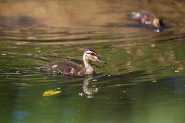 Close-up of Australian native pacific black duck in a green lake, in Adelaide, South Australia during summer