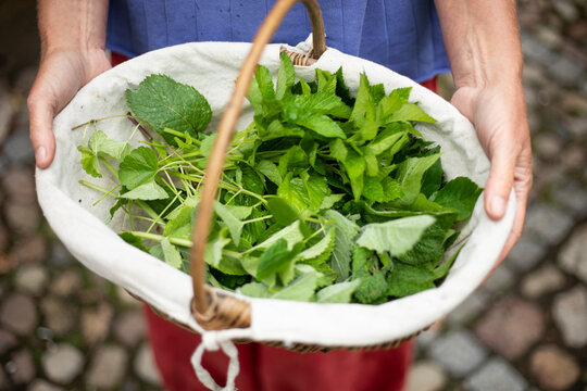 Frisch geerntete K&uuml;chenkr&auml;uter