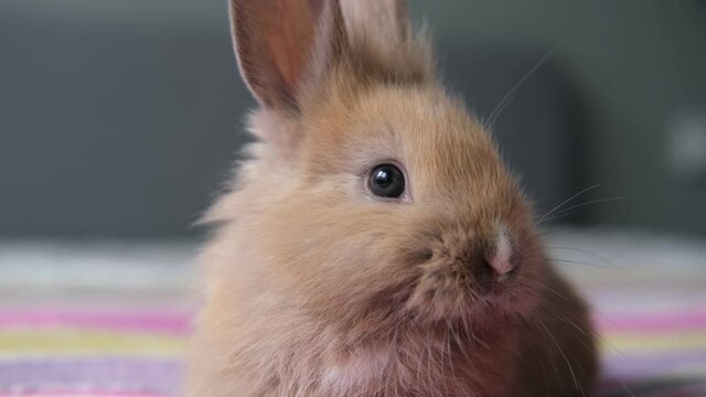 portrait of a cute rabbit close up