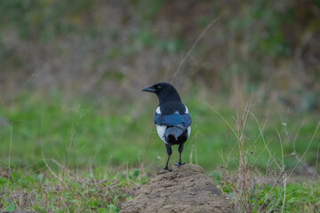 Eurasian Magpie (Pica pica) perched on a rock