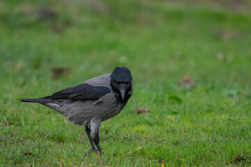 Hooded Crow (Corvus cornix) feeding through grass