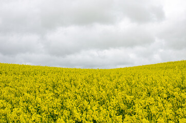 Blooming field of yellow rapeseed against a gray sky