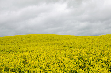 Fototapeta premium Blooming rapeseed growing in the hills on a cloudy day