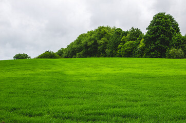 Young wheat grows near the forest. Forest belt protecting the field from the wind