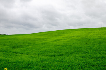 Fototapeta premium Young wheat growing in the hills in spring