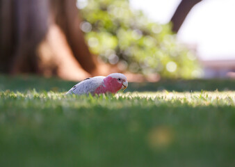 Australian pink and grey cockatoo bird called Galah, feeding on green grass outdoors