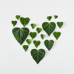 Love valentines or woman's day concept. Heart shape from green leaves on white background. Minimal flat lay nature.