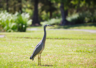 Australian white faced heron bird walking on green grass at a park in Adelaide, South Australia