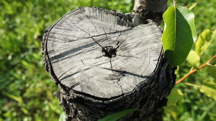 An old sawn tree, a stump on a green meadow