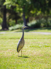 Fototapeta premium Australian white faced heron bird walking on green grass at a park in Adelaide, South Australia