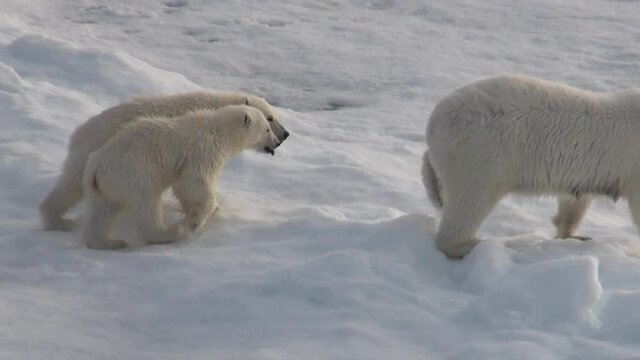 Female polar bear with two cubs on ice at the coast of svalbard (Spitsbergen).