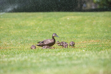 Mother duck with ducklings feeding in a park on green grass under a sprinkler
