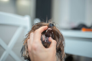 Naklejka premium double teeth in a small Yorkshire terrier dog, dental problems, retained milk teeth and new ones.