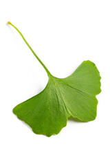 leaves of Ginkgo biloba isolated on white background.