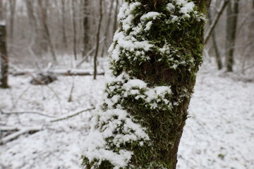 Fototapeta premium Tree bark with moss and snow