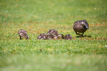 Mother duck with ducklings feeding in a park on green grass under a sprinkler