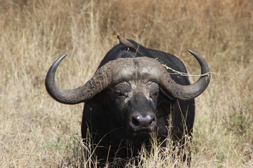 Obraz premium Büffel