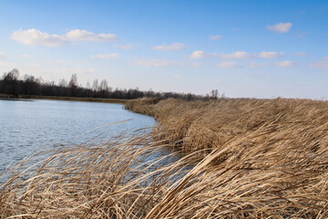 reed grass in backwater under blue sky
