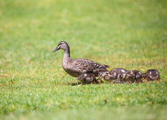 Mother duck with ducklings feeding in a park on green grass under a sprinkler