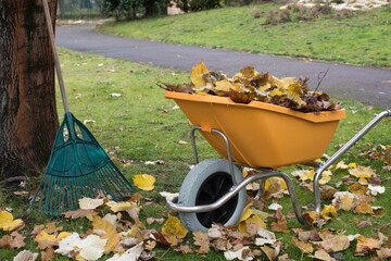 wheelbarrow and rake for collecting leaves
