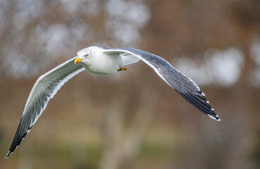 Gaviota volando