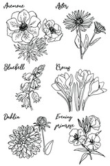 Anemone, Aster, Bluebell, Crocus, Dahlia, Evening primrose. Flowers vector drawn by a black line on a white background.