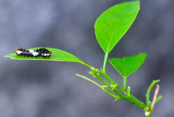caterpillar on a leaf