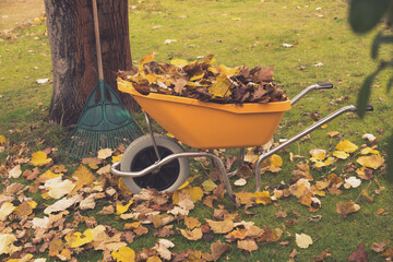 wheelbarrow and rake for collecting leaves - obrazy, fototapety, plakaty