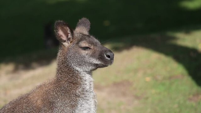 Adorable Portrait of Tasmanian Bennet's Wallaby in Czech Zoological Garden. Cute Head of Furry Macropus Rufogriseus.