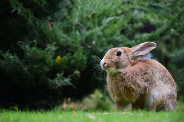 The hare is sitting on the green grass on the right side of the frame. The foreground and background are heavily blurred.