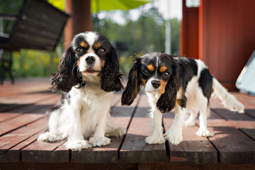 Fototapeta Portrait of two dogs obraz