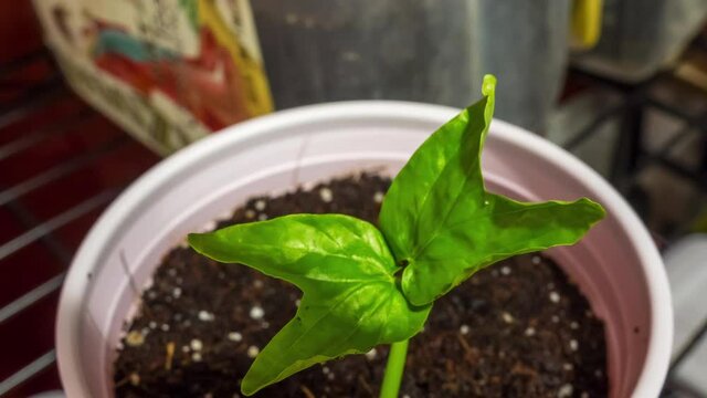 Time lapse. A freshly sprouted Hawaiian Baby Woodrose plant opens its first set of cotyledon leaves for the first time.