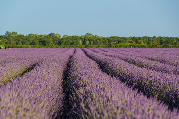 Obraz na płótnie Canvas Lavender field in the Po Delta Natural Park