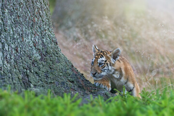 Bengal tiger cub posing near a tree trunk in the forest. Horizontally. 