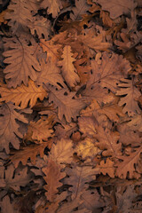 Pile of Leaves