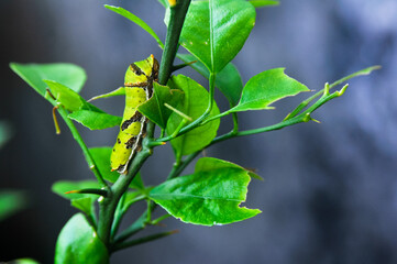 green caterpillar on a branch