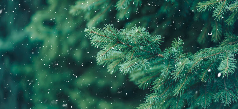Green branch of Christmas tree on background of falling snow
