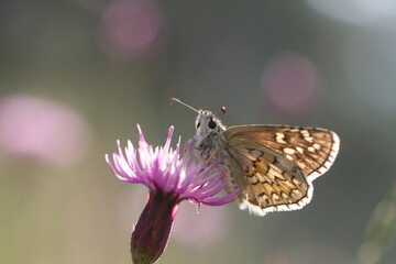 Yellow-banded Skipper (Pyrgus sidae) on pink flower