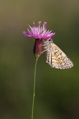 Yellow-banded Skipper (Pyrgus sidae) on pink flower