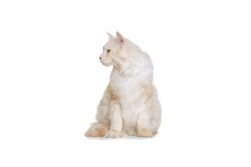 Portrait of adorable purebred cat, big fluffy Maine Coon cat sitting on floor isolated on white studio background. Animal life concept