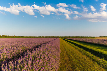 Fototapeta na wymiar Lavender field in the Po Delta Natural Park