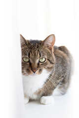 Obraz premium Portrait of gray shorthair domestic tabby cat in front of white background. Domestic animal. Selective focus.