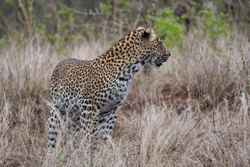 leopard, Panthera pardus, stalking through the dense african bush