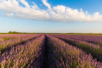 Fototapeta na wymiar Lavender field in the Po Delta Natural Park