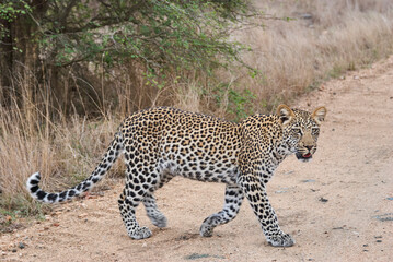 Fototapeta na wymiar leopard, Panthera pardus, stalking through the dense african bush