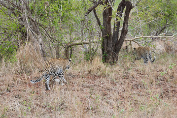 leopard, Panthera pardus, stalking through the dense african bush
