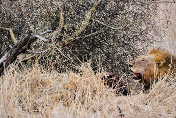 Male African Lion with kill