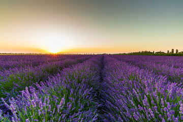 Naklejka premium Lavender field in the Po Delta Natural Park